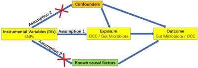 Gut microbiota and oral cavity cancer: a two-sample bidirectional Mendelian randomization study
